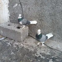 کفتر فروشی|پرنده|ماهدشت, |دیوار