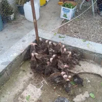 مرغ تخم گذار و جوجه بوقلمون برنز