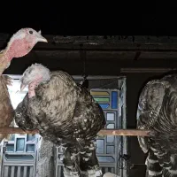 بوقلمو گناوه