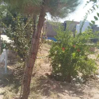 ویلا۱۱۰۰متری|فروش خانه و ویلا|تنکمان, |دیوار