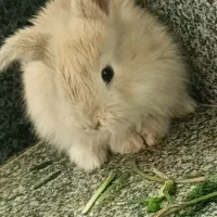 خرگوش لوپی|موش و خرگوش|مهاباد (آذربایجان غربی), |دیوار