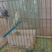 مرغ عشق|پرنده|تاکستان, |دیوار