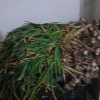 سیر تازه