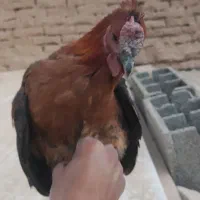 خروس گلین و بومی