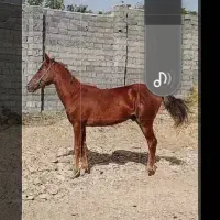 یک راس کره اسب