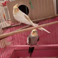 یک جفت عروس هلندی جوان مولد با تمام وسایل