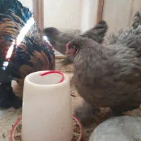 تخم نطفه دار برهما|حیوانات مزرعه|نجفآباد, امام خمینی|دیوار