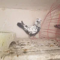 سوسکی سیاه غریب گیری