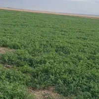 اجاره زمین کشاورزی