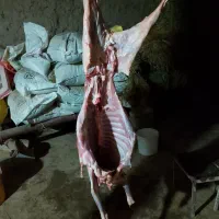 گوشت بره نر