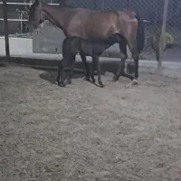 اسب مادیان آرام و سواری دار|اسب و تجهیزات اسب‌سواری|قرق, |دیوار