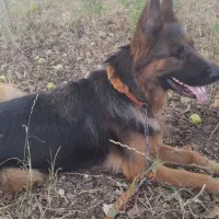 واگذاری ژرمن یکساله ماده