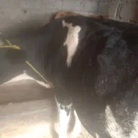 حیوانات|حیوانات مزرعه|آستانه اشرفیه, |دیوار