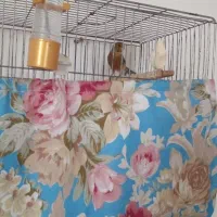 ۵عددقناری یک ماده ۴تانر