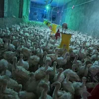 جوجه بوقلمون بیوتی 20روزه