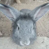 خرگوش نر|موش و خرگوش|میاندوآب, |دیوار