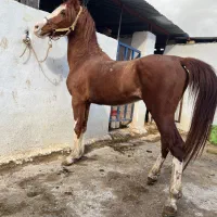 اسب نریان پنج نشان