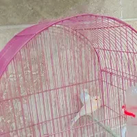 قناری موزاییکی|پرنده|بروجرد, |دیوار