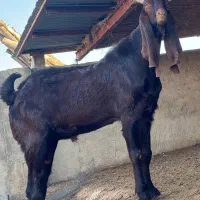 تکه پاکستانی ۲ساله