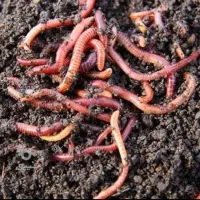 کرم خاکی طعمه ماهیگیری