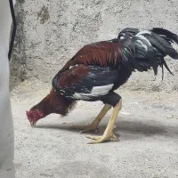 خروس لاری|حیوانات مزرعه|رشت, احمد گوراب|دیوار