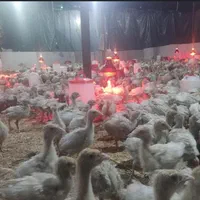 فروش بوقلمون بیوتی۶