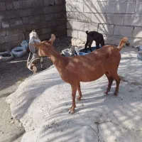 فروش بز|حیوانات مزرعه|خمیر, |دیوار