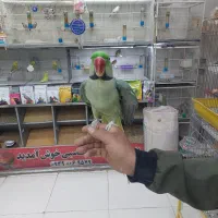 پرنده دستی سخنگو|پرنده|شیراز, شهرک پرواز|دیوار