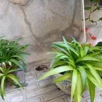 گل گیاه|گل و گیاه طبیعی|کرمانشاه, |دیوار