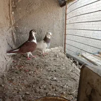 کبوتر|پرنده|گزیک, |دیوار