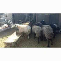 فروش فوری