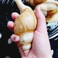 حلزون البینو