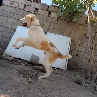 سگ اصیل آلابای|سگ|گنبد کاووس, |دیوار