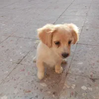 کوچلو دوست داشتنی معاوضه با پرنده|سگ|کرمان, |دیوار