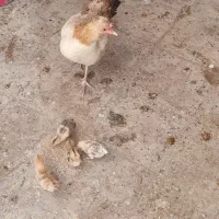 مرغ 10عدد و خروس 2عدد|حیوانات مزرعه|مهر, |دیوار