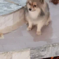 سگ پامرروباهی