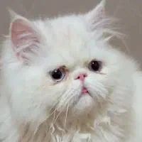 پرشین ۶ماهه نر