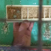 ماده فروشی یا معاوضه با نر