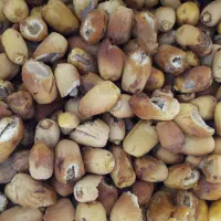 خرما زاهدی (زیری)  شکسته مخصوص دوشاو