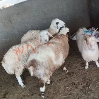 بر نر کیلو 340 بزغاله نر 310|حیوانات مزرعه|بیرجند, |دیوار