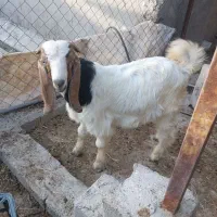 فروش گهری نر معاوضه با گهری ماده