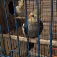 عروس هلندی مولد|پرنده|رودهن, |دیوار