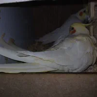 جفت عروس مولد با جوجه