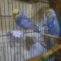 مرغ عشق رنگین کمانی|پرنده|تهران, امام حسین|دیوار