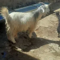 هشت‌تا‌بز‌تخمی‌درجه‌یک‌وده‌تا‌کهره‌ماده‌خلج‌