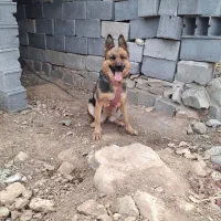 سگ ژرمن شپرد ماده|سگ|لردگان, |دیوار