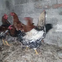 7تا خروس جوان