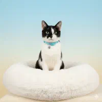 واگذاری گربه نر ۸ ماهه DSH