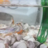 ماهی‌گوپی|ماهی|نظرآباد, شهرک سید جمال الدین|دیوار