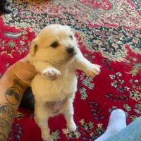 سگ شیتزو|سگ|یزد, |دیوار